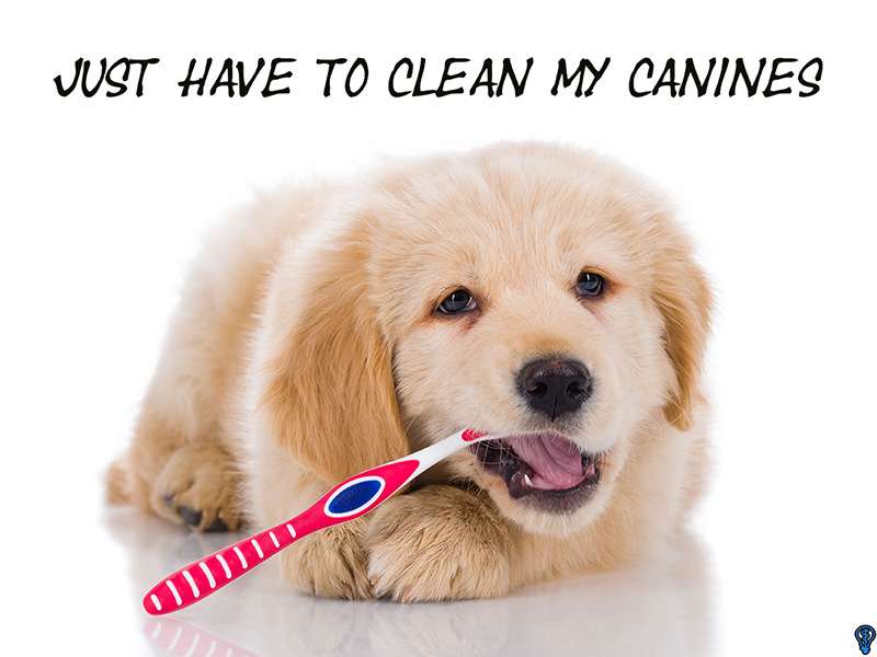 What Should I Do If I Chip My Tooth Emerson, NJ